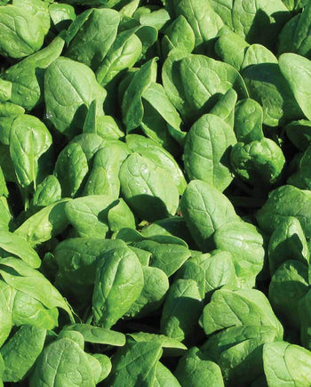 SP714 Spinach Renegade
